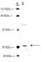 G Protein-Coupled Receptor 55 antibody, ADI-905-900-100, Enzo Life Sciences, Western Blot image 