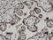 Diacylglycerol Kinase Alpha antibody, LS-C133876, Lifespan Biosciences, Immunohistochemistry frozen image 