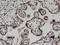 DGK-alpha antibody, LS-C133876, Lifespan Biosciences, Immunohistochemistry frozen image 