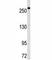 FAS antibody, F50414-0.4ML, NSJ Bioreagents, Immunofluorescence image 