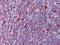 TYRO Protein Tyrosine Kinase Binding Protein antibody, AP22905PU-N, Origene, Immunohistochemistry paraffin image 