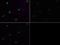 Lysine Demethylase 4A antibody, PA5-23067, Invitrogen Antibodies, Immunofluorescence image 