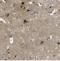 Roundabout Guidance Receptor 2 antibody, NBP1-81399, Novus Biologicals, Immunohistochemistry frozen image 