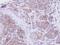 Semaphorin 7A (John Milton Hagen Blood Group) antibody, NBP1-32699, Novus Biologicals, Immunohistochemistry paraffin image 