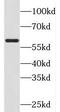 SRC-1 antibody, FNab02027, FineTest, Western Blot image 