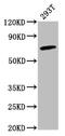 Guanylate Binding Protein 4 antibody, CSB-PA853481LA01HU, Cusabio, Western Blot image 