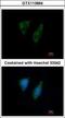 28S ribosomal protein S29, mitochondrial antibody, GTX113864, GeneTex, Immunocytochemistry image 