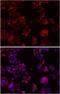 Notch Receptor 3 antibody, LS-B13875, Lifespan Biosciences, Immunofluorescence image 