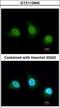 Peptidyl Arginine Deiminase 4 antibody, LS-C186338, Lifespan Biosciences, Immunocytochemistry image 