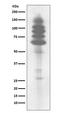 Tyrosine antibody, PT0005, Boster Biological Technology, Western Blot image 