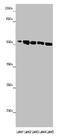 Multiple Inositol-Polyphosphate Phosphatase 1 antibody, CSB-PA891977EA01HU, Cusabio, Western Blot image 