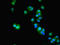 Actin Like 9 antibody, LS-C677057, Lifespan Biosciences, Immunofluorescence image 