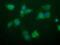 Nipsnap Homolog 2 antibody, MA5-26168, Invitrogen Antibodies, Immunocytochemistry image 