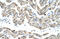 Transformer 2 Beta Homolog antibody, 29-332, ProSci, Western Blot image 