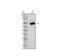 IKAROS Family Zinc Finger 3 antibody, M01611-2, Boster Biological Technology, Western Blot image 