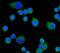 CD55 Molecule (Cromer Blood Group) antibody, M00910-3, Boster Biological Technology, Immunofluorescence image 