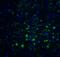 Cerebral Dopamine Neurotrophic Factor antibody, 4343, ProSci Inc, Immunofluorescence image 