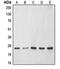 ES Cell Expressed Ras antibody, orb214057, Biorbyt, Western Blot image 