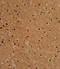 Proteasome Subunit Beta 1 antibody, LS-C162227, Lifespan Biosciences, Immunohistochemistry frozen image 