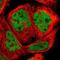 KH RNA Binding Domain Containing, Signal Transduction Associated 3 antibody, NBP1-84773, Novus Biologicals, Immunofluorescence image 