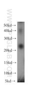 Proteasome Subunit Beta 3 antibody, 15983-1-AP, Proteintech Group, Western Blot image 