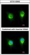 Kinectin 1 antibody, GTX112532, GeneTex, Immunofluorescence image 