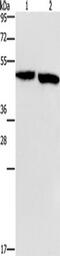 Clusterin-associated protein 1 antibody, TA349813, Origene, Western Blot image 