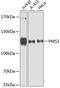 PMS1 Homolog 2, Mismatch Repair System Component antibody, 15-145, ProSci, Western Blot image 