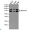 Lamin A/C antibody, LS-C813039, Lifespan Biosciences, Western Blot image 