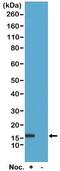 Histone Cluster 1 H2B Family Member B antibody, NBP2-61501, Novus Biologicals, Western Blot image 