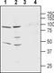 Potassium Voltage-Gated Channel Modifier Subfamily S Member 1 antibody, TA328983, Origene, Western Blot image 