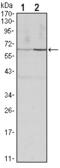 Cyclin B1 antibody, M00745-1, Boster Biological Technology, Western Blot image 