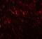 Prickle Planar Cell Polarity Protein 2 antibody, LS-B9642, Lifespan Biosciences, Immunofluorescence image 
