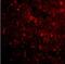 Reticulon 4 antibody, NBP1-40279, Novus Biologicals, Immunohistochemistry frozen image 