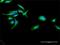 Cytochrome P450 Oxidoreductase antibody, H00005447-D01P, Novus Biologicals, Immunocytochemistry image 