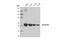 Aldehyde Dehydrogenase 1 Family Member A1 antibody, 54135S, Cell Signaling Technology, Western Blot image 