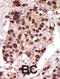 Protein Kinase D3 antibody, abx033122, Abbexa, Immunohistochemistry frozen image 