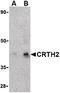 Prostaglandin D2 receptor-like antibody, LS-C19673, Lifespan Biosciences, Western Blot image 