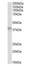 Alcohol Dehydrogenase 5 (Class III), Chi Polypeptide antibody, orb19399, Biorbyt, Western Blot image 