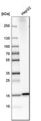 Microsomal glutathione S-transferase 2 antibody, HPA010707, Atlas Antibodies, Western Blot image 