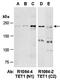 Tet Methylcytosine Dioxygenase 1 antibody, orb67230, Biorbyt, Western Blot image 