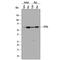 ETS Variant 6 antibody, AF7945, R&D Systems, Western Blot image 