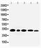 Aquaporin 3 (Gill Blood Group) antibody, PA5-78811, Invitrogen Antibodies, Western Blot image 