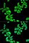 Inhibitor Of Nuclear Factor Kappa B Kinase Subunit Beta antibody, LS-C331887, Lifespan Biosciences, Immunofluorescence image 