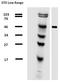 Tubulin Alpha 1b antibody, BM753B, Origene, Western Blot image 