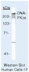 Protein Kinase, DNA-Activated, Catalytic Subunit antibody, NB600-1203, Novus Biologicals, Western Blot image 