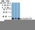 Cyclin D1 antibody, NBP2-44584, Novus Biologicals, Western Blot image 