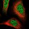 Cullin 7 antibody, NBP1-85194, Novus Biologicals, Immunofluorescence image 