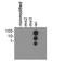 Histone Cluster 2 H3 Family Member D antibody, NB21-1164, Novus Biologicals, Dot Blot image 