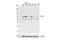 Interferon Regulatory Factor 5 antibody, 13496S, Cell Signaling Technology, Western Blot image 